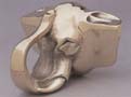 584 - Elephant Elbow